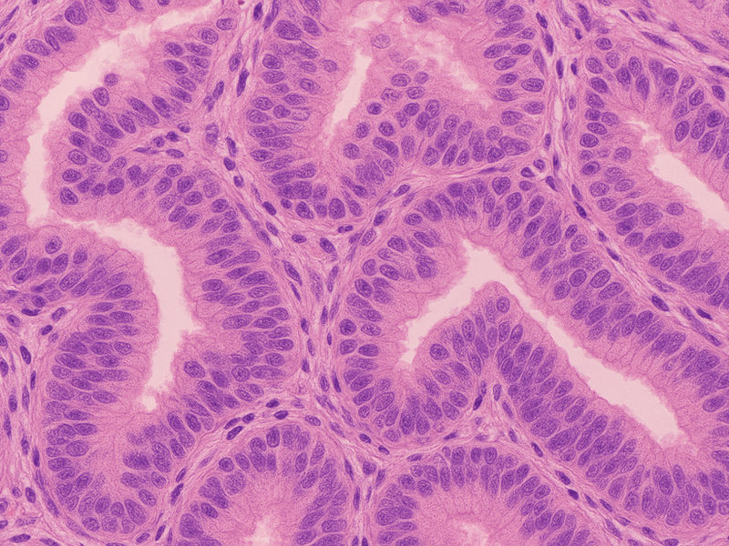 Hormonforschung, wissenschaftliche Grundlage